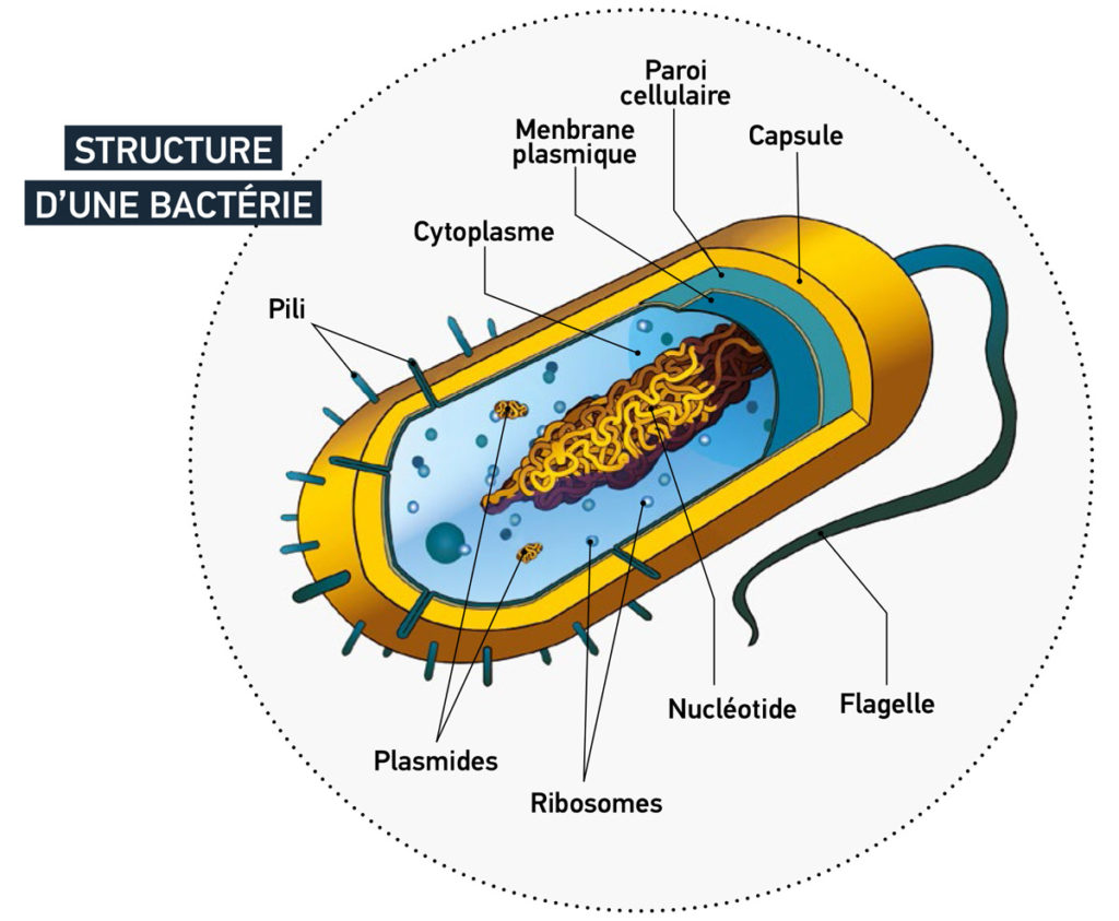 Film anti microbien Qualiglass